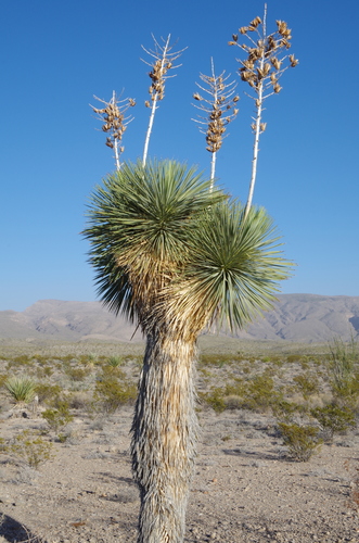 Image of Yucca rostrata by (c) Eric Knight, some rights reserved (CC BY)