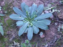 Euphorbia ecklonii