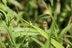 Argia indicatrix