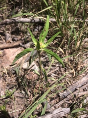 Euphorbia cuphosperma