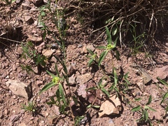 Euphorbia cuphosperma