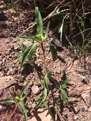 Euphorbia cuphosperma