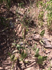 Euphorbia bilobata