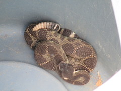 Crotalus oreganus