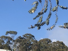 Ptilotula penicillata