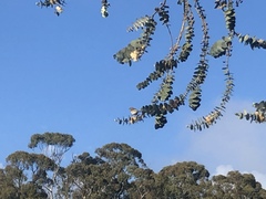 Ptilotula penicillata