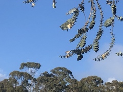 Ptilotula penicillata