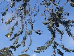 Ptilotula penicillata