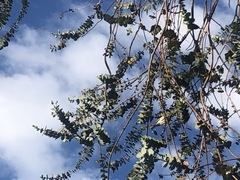 Ptilotula penicillata