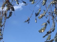 Ptilotula penicillata