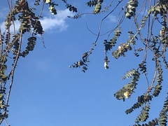 Ptilotula penicillata