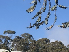 Ptilotula penicillata