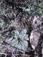 Euphorbia ecklonii