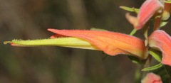 Castilleja patriotica