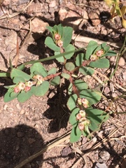 Euphorbia indivisa
