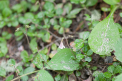 Linnaea borealis longiflora