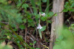 Linnaea borealis longiflora