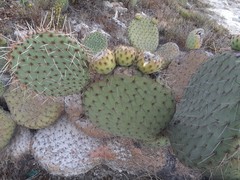 Opuntia perotensis