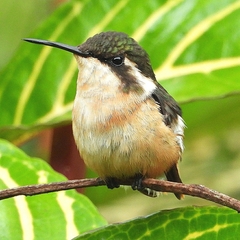 Chaetocercus heliodor