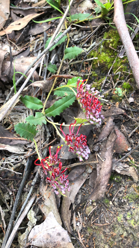 Grevillea repens F.Muell.
