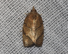 Argyrotaenia juglandana