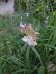 Chaptalia arechavaletae