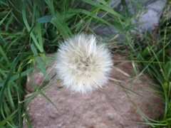 Chaptalia arechavaletae