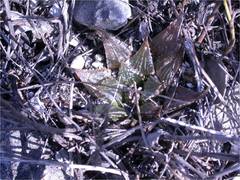 Haworthia mirabilis