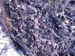 Haworthia mirabilis