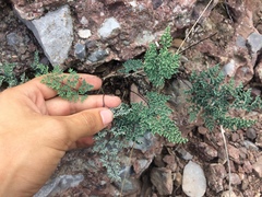 Argyrochosma limitanea