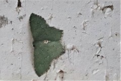 Chloropteryx nordicaria