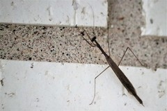 Bistanta mexicana