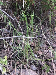 Euphorbia bilobata