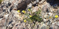 Goodenia pinnatifida