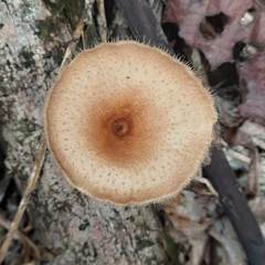 Lentinus crinitus