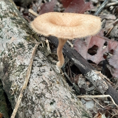 Lentinus crinitus