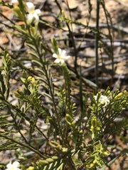 Olax stricta