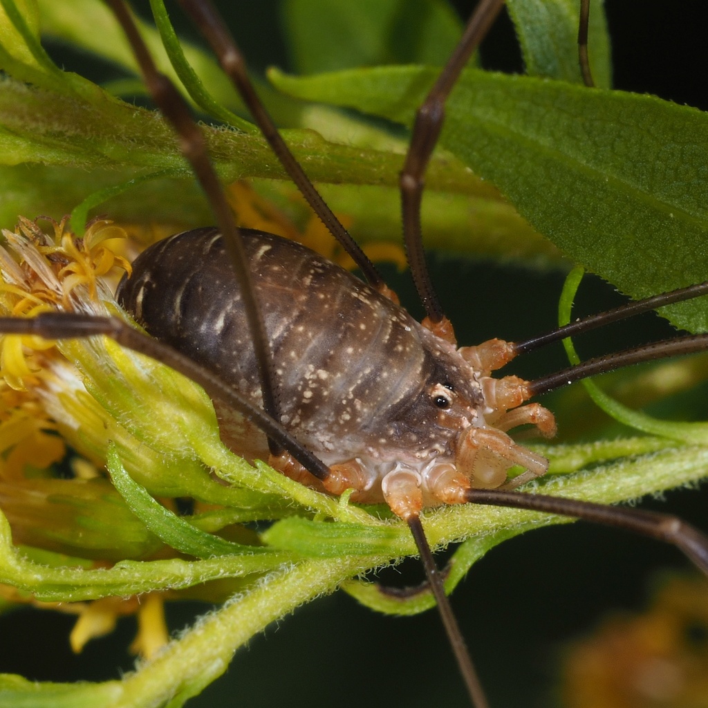 Opilioninae