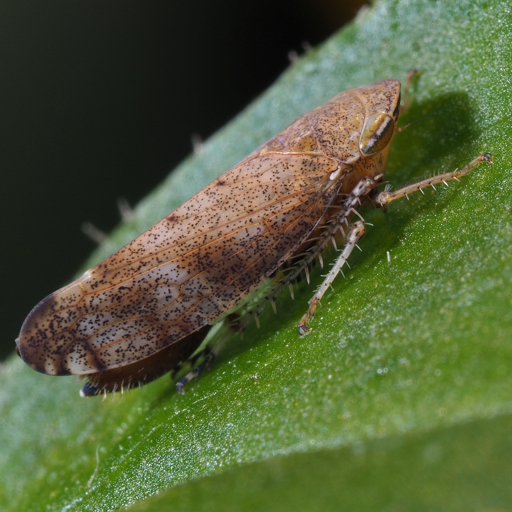 Fieberiella septentrionalis