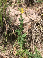 Aspicarpa hirtella