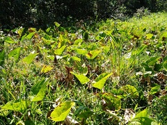 Echinodorus grandiflorus