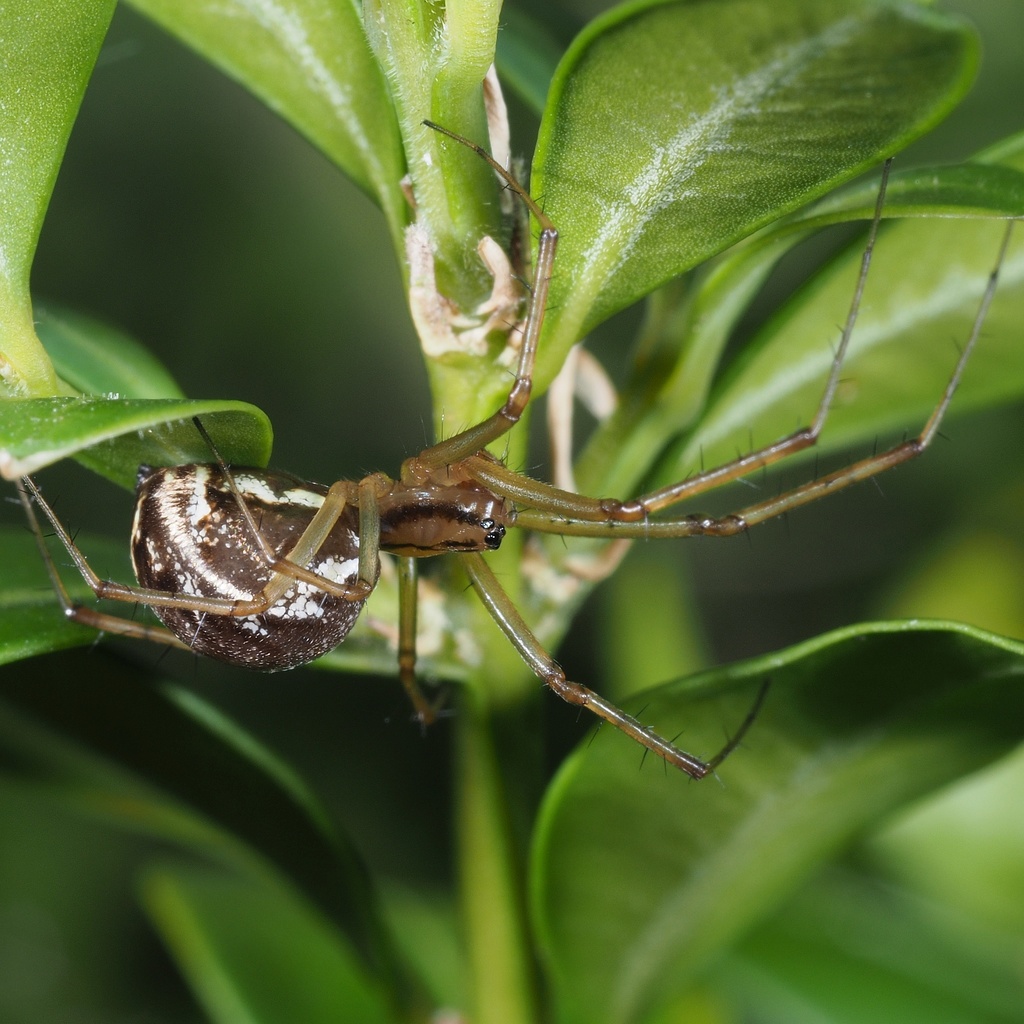 Common sheetweb spider