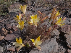 Alstroemeria werdermannii flavicans