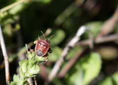 Stagonomus bipunctatus pusillus