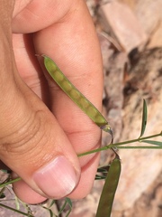 Tephrosia vicioides