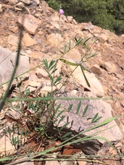 Tephrosia vicioides