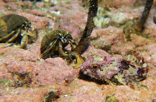 Taurulus bubalis