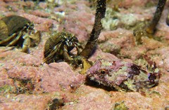 Taurulus bubalis