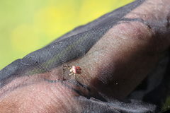 Stagonomus bipunctatus pusillus