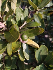 Quercus glaucoides